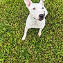 dog, white_dog, grass, outdoor, pet, animal, ears, sitting, looking_up, greenery, field, casual, person, shoe, footwear, colorful_clothing, nature, summer, daytime, curious
