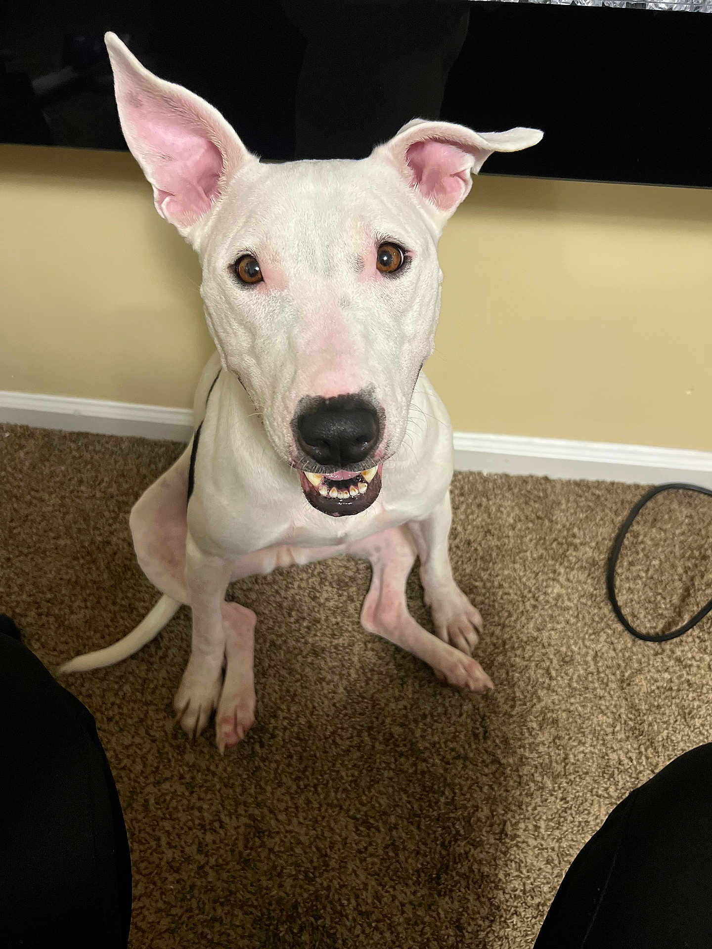Sadie is registered to the contest to win money with this photo: dog, white_dog, pet, indoor, carpet, ears, brown_eyes, smiling, sitting, animal, friendly, looking_up, canine, floor, nose, tail, house, companion, cute, portrait