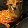 Buddy joined the competition — help win amazing prizes! dog, small_dog, orange_sweater, halloween_theme, ghosts, pumpkins, pet_clothing, relaxed, indoor, close_up, brown_fur, ears_up, black_nose, seated, couch, fabric, cozy, casual, animal, companion