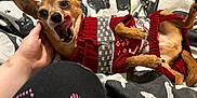 Buddy is registered to the contest to win money with this photo: dog, small_dog, sweater, red_sweater, lying_down, bed, blanket, hand, tongue_out, pet, cute, cozy, indoor, animal, canine, fur, paw, playful, resting, cute_pet