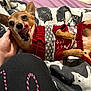 dog, small_dog, sweater, red_sweater, lying_down, bed, blanket, hand, tongue_out, pet, cute, cozy, indoor, animal, canine, fur, paw, playful, resting, cute_pet