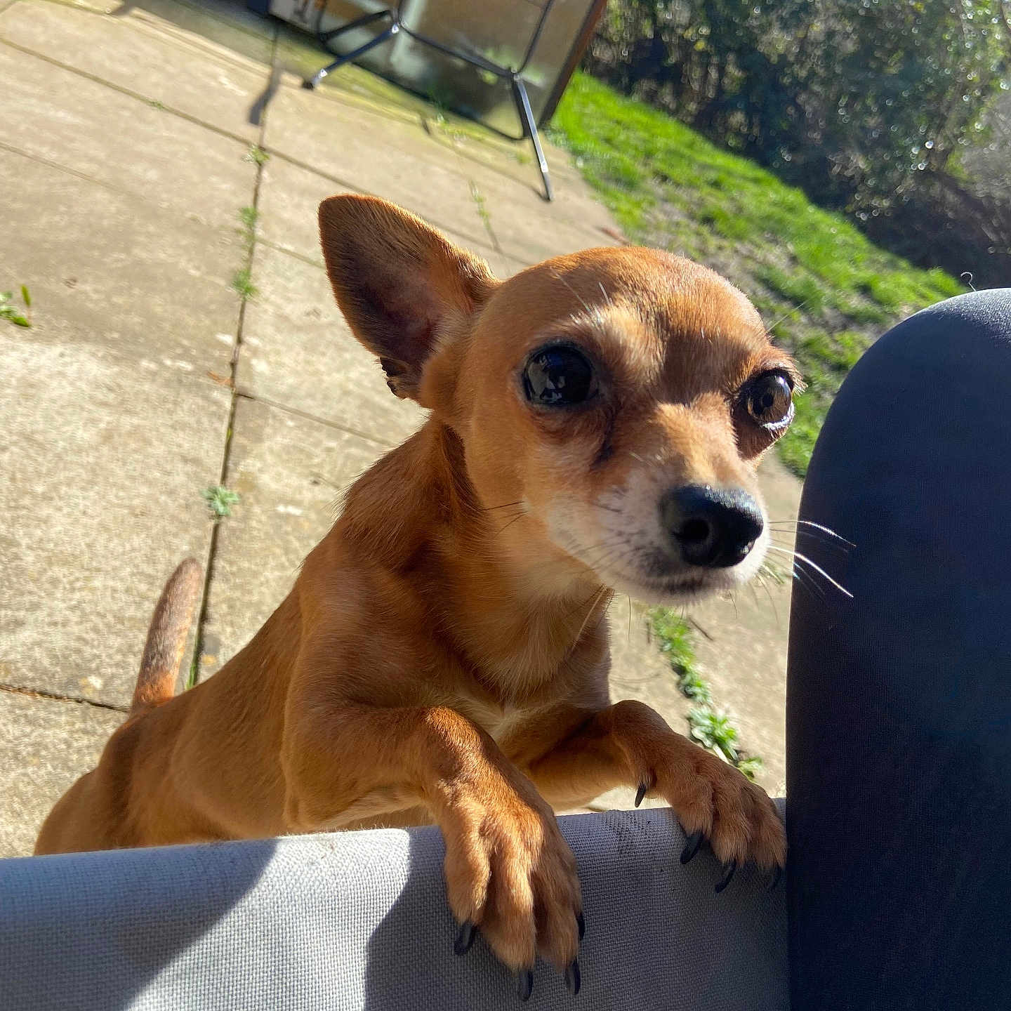 Buddy is registered to the contest to win money with this photo: animal, brown_dog, canine, closeup, curious, daylight, dog, ear, fence, garden, grass, looking, nose, outdoor, pavement, paw, pet, shadow, small_dog, sunlight