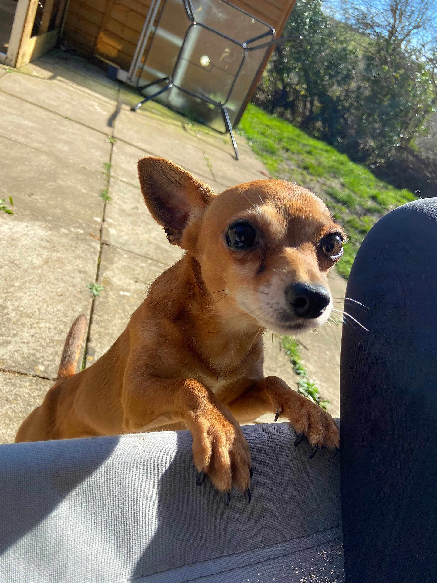 Buddy is registered to the contest to win money with this photo: dog, brown_dog, small_dog, pet, animal, outdoor, sunlight, garden, grass, pavement, ear, paw, nose, curious, canine, fence, shadow, daylight, closeup, looking