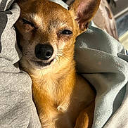Buddy is registered to the contest to win money with this photo: dog, small_dog, chihuahua, pet, sleepy, blanket, cozy, fur, ears, snout, indoor, closeup, cute, brown_fur, resting, wrapped, animal, companion, warm, relaxed