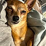 dog, small_dog, chihuahua, pet, sleepy, blanket, cozy, fur, ears, snout, indoor, closeup, cute, brown_fur, resting, wrapped, animal, companion, warm, relaxed