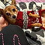 Buddy joined the competition — help win amazing prizes! dog, small_dog, puppy, sweater, clothing, bed, blanket, hand, person, indoor, cute, pet, animal, lying_down, cozy, pattern, fabric, resting, looking, ears
