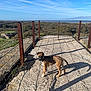 blue_sky, canine, clouds, concrete, daytime, dog, grass, greenery, landscape, leash, metal_railing, nature, outdoor, pet, puppy, rustic, shadow, sunlight, walking, young_dog