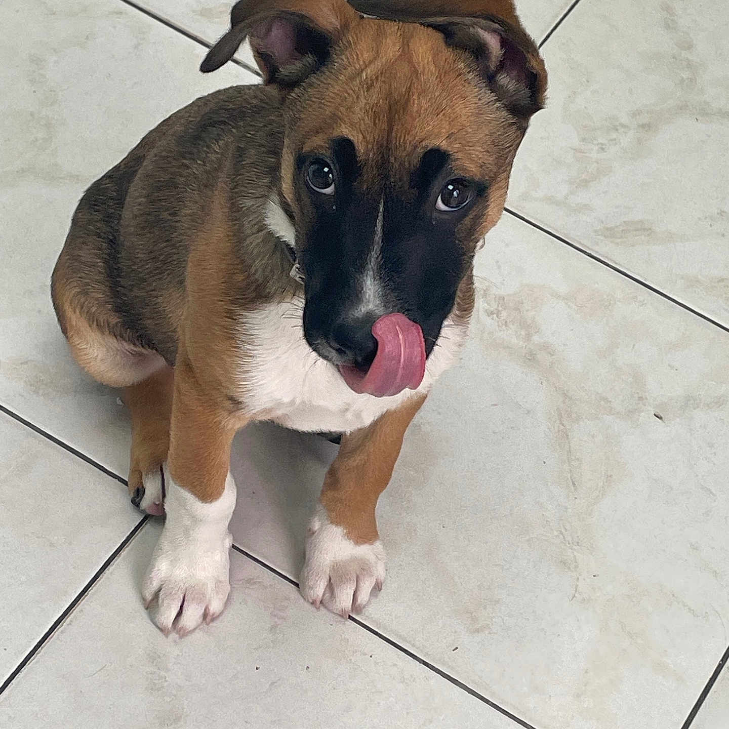 Atchi participe au concours pour gagner de l'argent avec cette photo : adorable, animal, black, brown, curious, cute, dog, ears, floor, fur, indoor, looking, paws, pet, puppy, sitting, tile, tongue, white, young