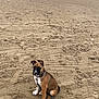 animal, beach, brown_fur, calm, cloudy_sky, collar, cute, dog, leash, nature, outdoor, paw_prints, pet, puppy, quiet, sand, sitting, tire_tracks, white_paws, young_dog