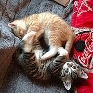 Lilou a rejoint le concours — aidez-le/la à gagner de superbes lots !