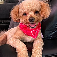 Roman is registered to the contest to win money with this photo: dog, poodle, curly_hair, red_bandana, heart_pattern, leather_chair, indoor, pet, cute, happy, tongue_out, fur, animal, smiling, relaxed, companion, cozy, home, portrait, friendly
