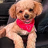 dog, poodle, curly_hair, red_bandana, heart_pattern, leather_chair, indoor, pet, cute, happy, tongue_out, fur, animal, smiling, relaxed, companion, cozy, home, portrait, friendly