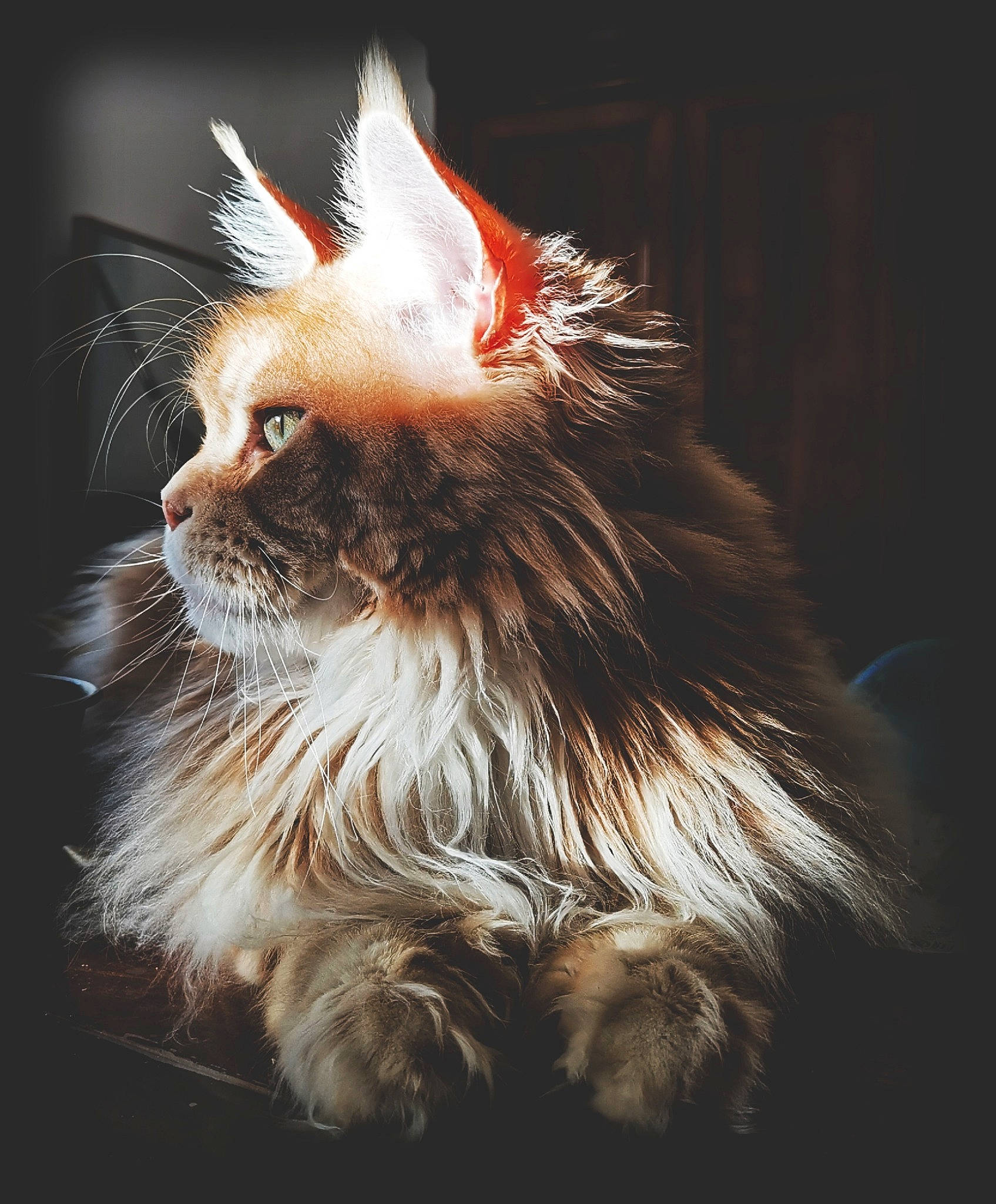 Nachos participe au concours pour gagner de l'argent avec cette photo : art, carnivore, cat, claw, darkness, event, fawn, feather, felidae, fruit, fur, plant, small_to_medium_sized_cats, snout, tail, terrestrial_animal, whiskers