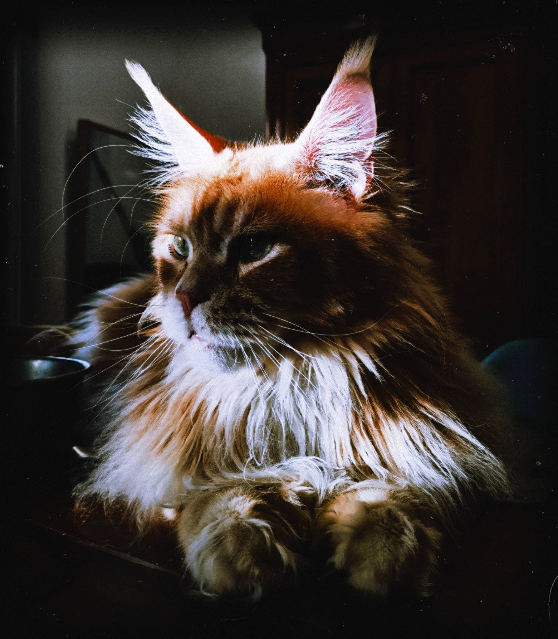 Nachos a rejoint le concours — aidez-le/la à gagner de superbes lots ! art, carnivore, cat, darkness, event, felidae, fur, midnight, night, plant, small_to_medium_sized_cats, snout, tail, tree, whiskers, window