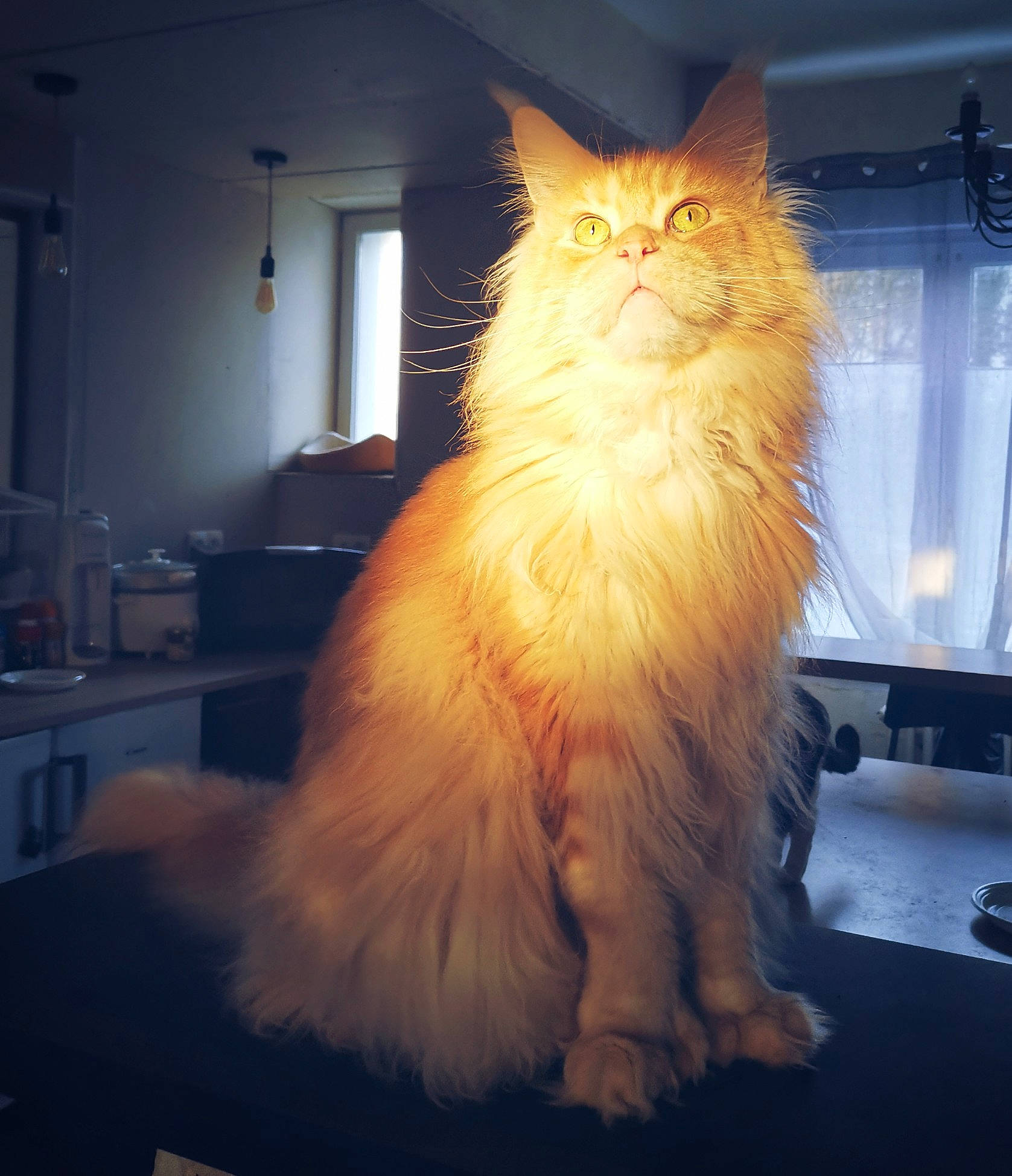 Nachos a rejoint le concours — aidez-le/la à gagner de superbes lots ! british_longhair, carnivore, cat, door, fawn, felidae, fur, hardwood, persian, plant, ragdoll, sitting, small_to_medium_sized_cats, snout, tail, terrestrial_animal, whiskers, window, wood