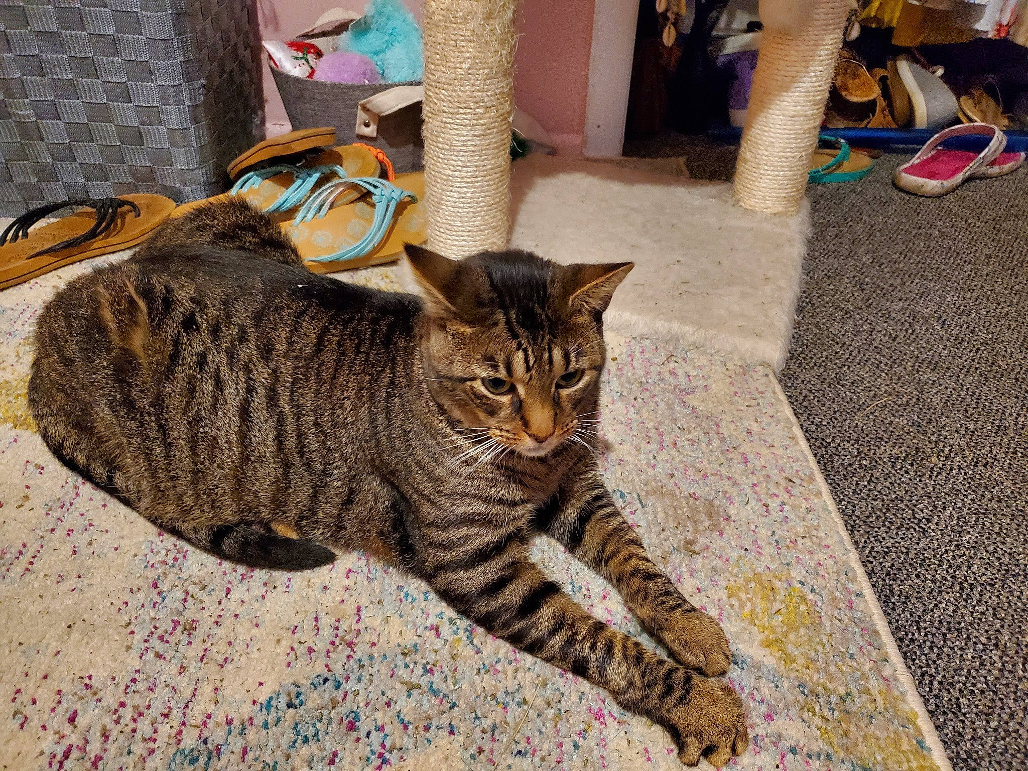 Marley joined the competition — help win amazing prizes! carnivore, carpet, cat, claw, domestic_short_haired_cat, fawn, felidae, floor, flooring, fur, grey, paw, small_to_medium_sized_cats, tail, terrestrial_animal, tree, whiskers, wood