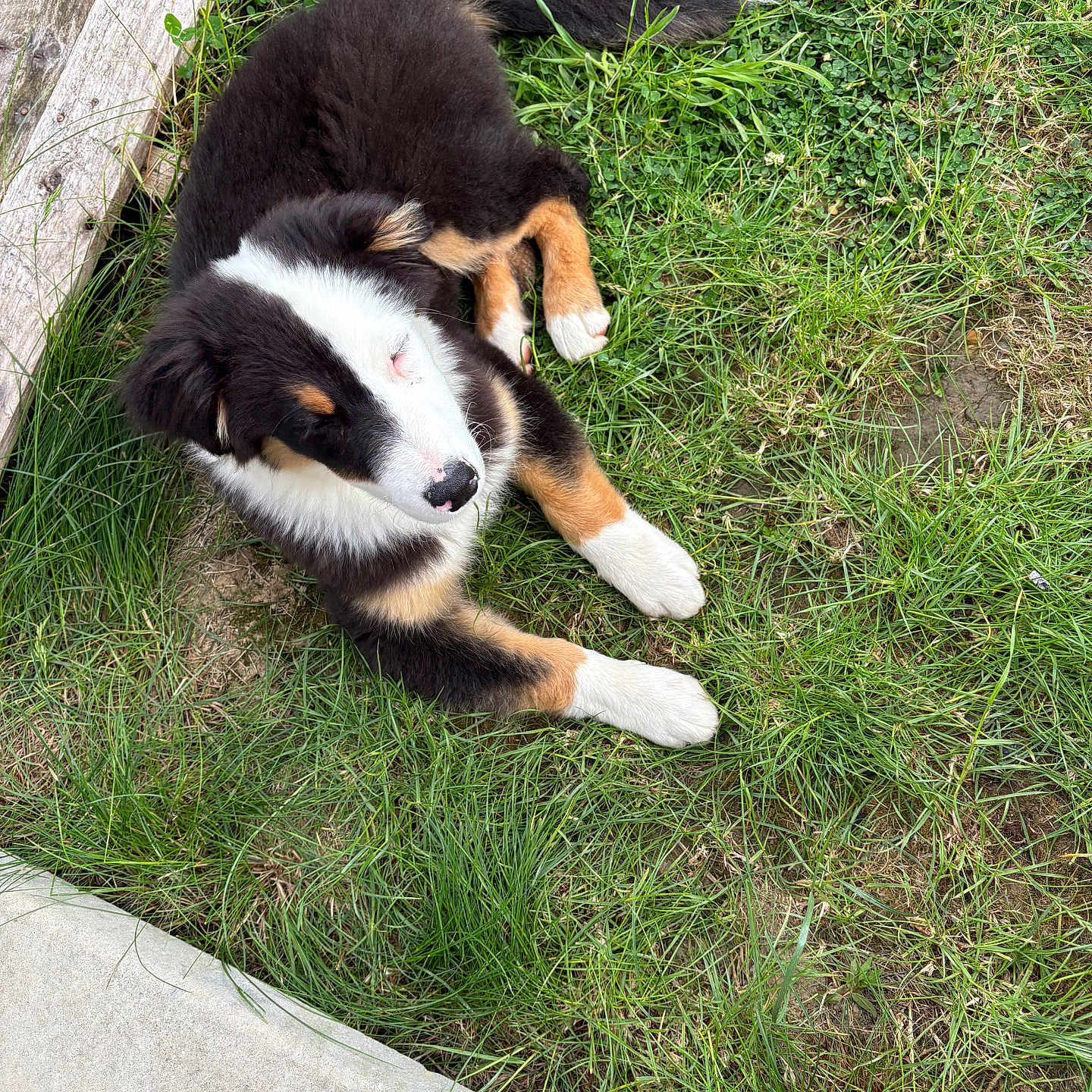 Apache participe au concours pour gagner de l'argent avec cette photo : animal, black, brown, concrete, dog, fur, grass, laying, nature, outdoor, peaceful, pet, plank, puppy, relaxed, sleepy, tricolor, white, wood, young