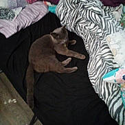 Mary Jane is registered to the contest to win money with this photo: cat, gray_cat, bed, blanket, pillow, indoor, pet, feline, resting, sleepy, cozy, animal, fur, tail, comfort, home, soft, fabric, relaxation, domestic