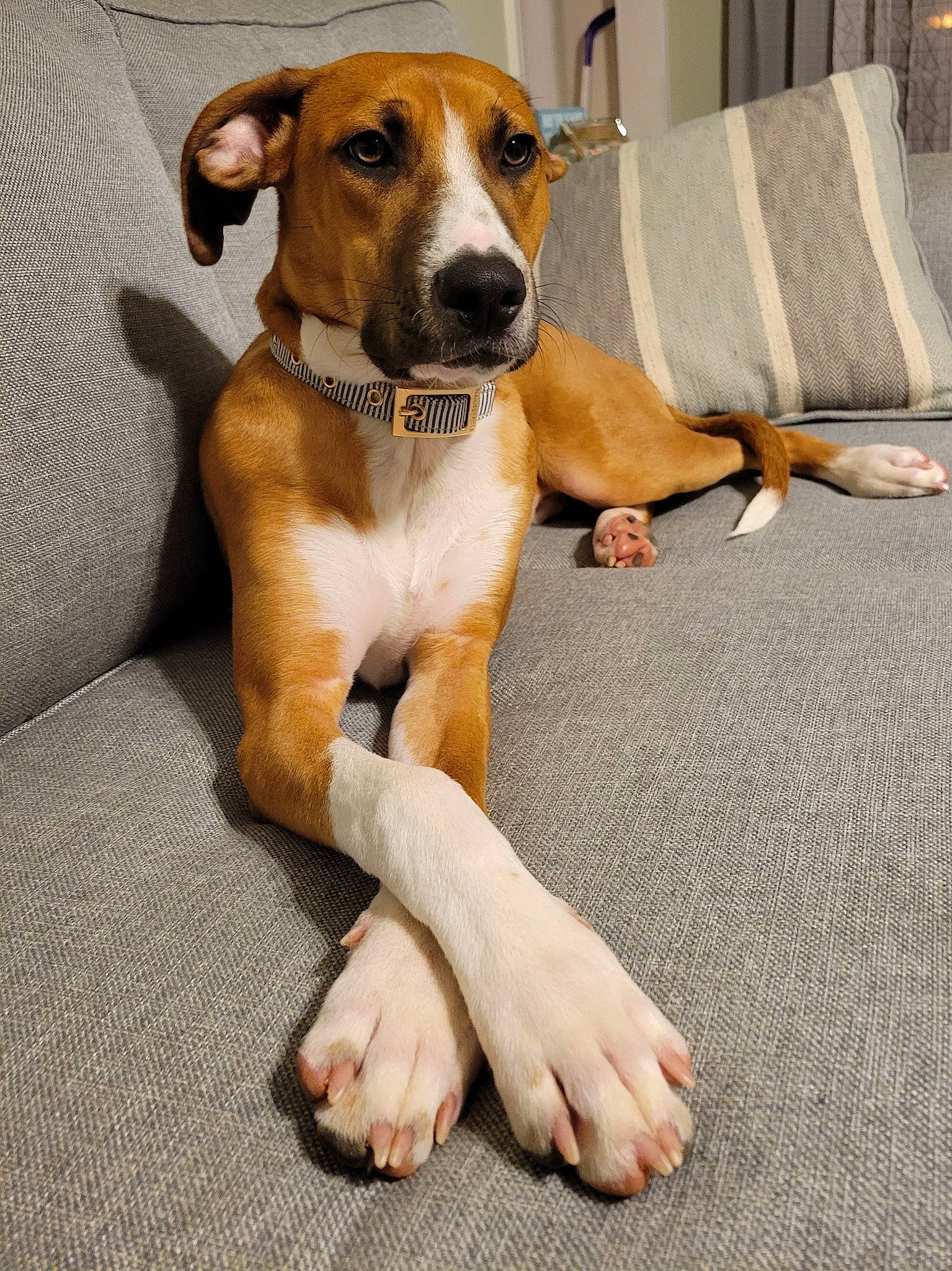 Presley is registered to the contest to win money with this photo: barefoot, canidae, carnivore, collar, comfort, companion_dog, dog, dog_breed, dog_supply, fawn, flooring, foot, hound, human_leg, knee, paw, scent_hound, snout, sporting_group, working_animal