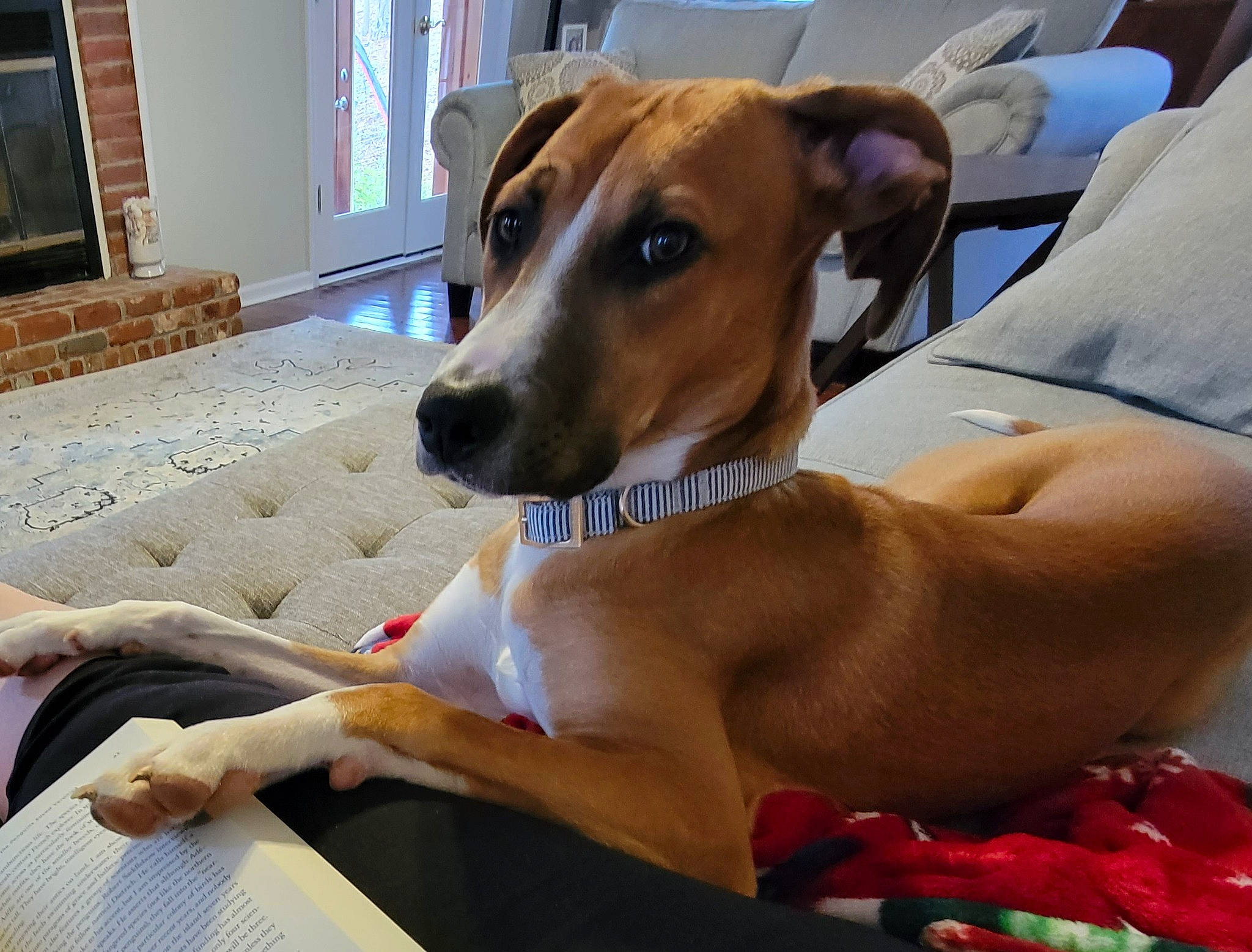 Presley is registered to the contest to win money with this photo: carnivore, collar, comfort, companion_dog, dog, dog_breed, dog_collar, dog_supply, fawn, flooring, hound, linens, non_sporting_group, pet_supply, picture_frame, snout, sporting_group, whiskers, window, working_animal