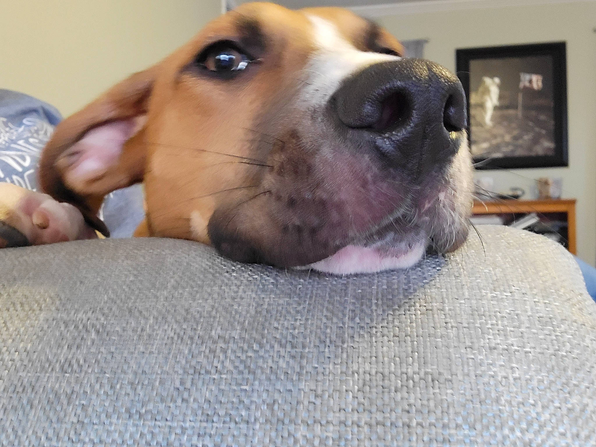 Presley is registered to the contest to win money with this photo: carnivore, collar, comfort, companion_dog, dog, dog_bed, dog_breed, dog_supply, ear, flooring, fur, paw, pet_supply, picture_frame, puppy, puppy_love, selfie, snout, whiskers, working_animal