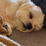 Nina joined the competition — help win amazing prizes! adorable, blanket, close_up, closed_eyes, couch, cozy, cream_colored, curled_up, dog, fluffy, indoor, long_hair, nose, paw, pet, portrait, relaxed, sleeping, small_dog, upside_down