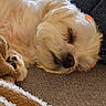 adorable, blanket, close_up, closed_eyes, couch, cozy, cream_colored, curled_up, dog, fluffy, indoor, long_hair, nose, paw, pet, portrait, relaxed, sleeping, small_dog, upside_down