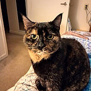 Hali Meow joined the competition — help win amazing prizes! cat, tortoiseshell_cat, pet, indoor, bed, quilt, fur, animal, looking, close_up, curious, ears, whiskers, carpet, door, room, furniture, domestic, mammal, portrait