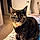 Hali Meow