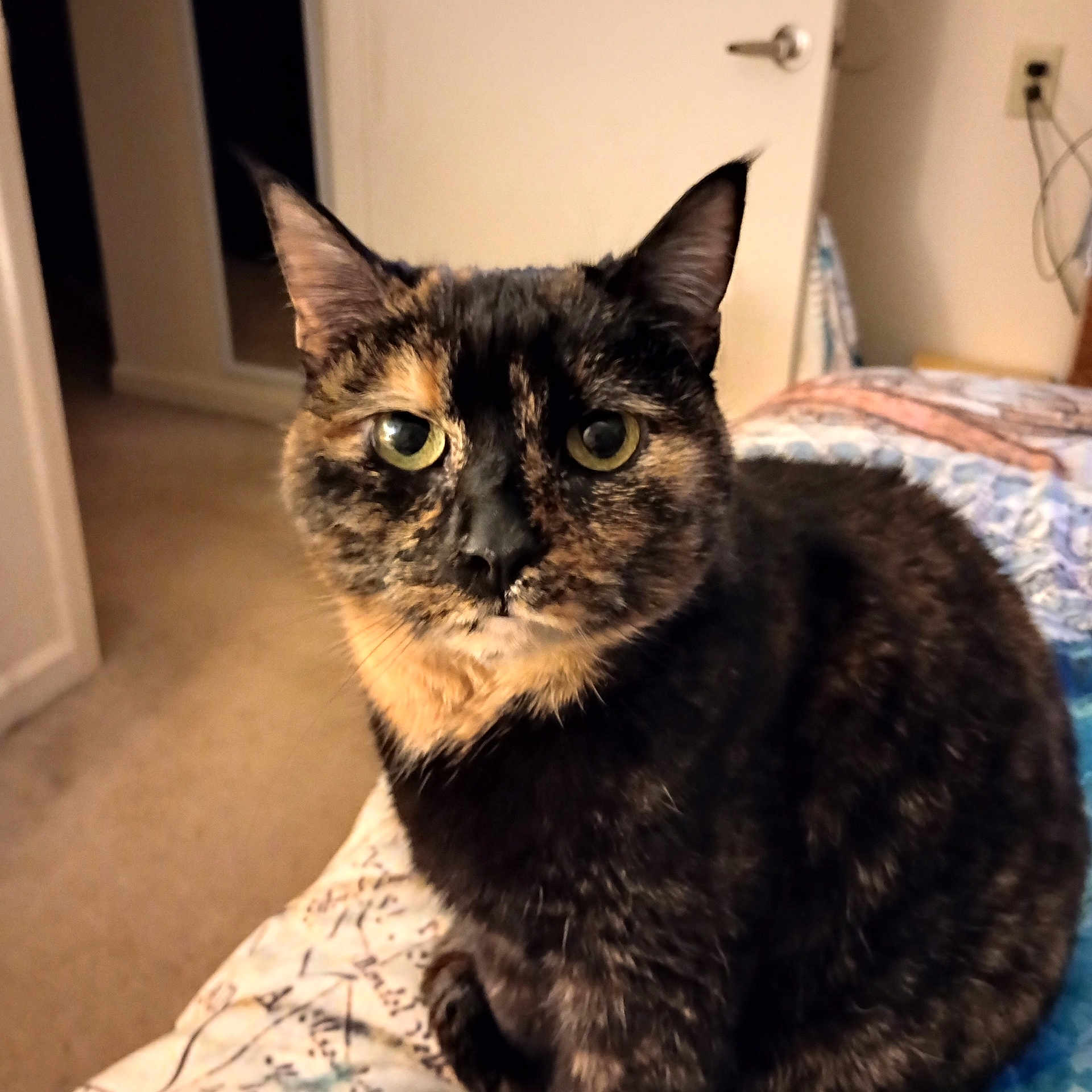 Hali Meow joined the competition — help win amazing prizes! cat, tortoiseshell_cat, pet, indoor, bed, quilt, fur, animal, looking, close_up, curious, ears, whiskers, carpet, door, room, furniture, domestic, mammal, portrait