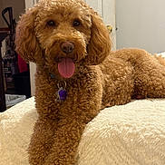 Nugget joined the competition — help win amazing prizes! dog, brown, curly_hair, pet, indoor, blanket, tongue_out, relaxed, furry, canine, bedroom, soft_texture, collar, tag, cute, animal, laying_down, happy, fur, companion