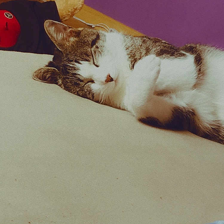 Simba