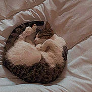 Savanah a rejoint le concours — aidez-le/la à gagner de superbes lots ! bed, bedding, carnivore, cat, cat_bed, comfort, companion_dog, dog_breed, fawn, felidae, fur, grey, linens, paw, room, scottish_fold, small_to_medium_sized_cats, tail, textile, whiskers