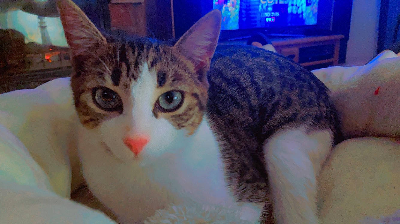 Savanah participe au concours pour gagner de l'argent avec cette photo : cable_television, carnivore, cat, comfort, couch, domestic_short_haired_cat, eyelash, felidae, fur, iris, led_backlit_lcd_display, mammal, paw, photo_caption, picture_frame, small_to_medium_sized_cats, snout, television, vertebrate, whiskers
