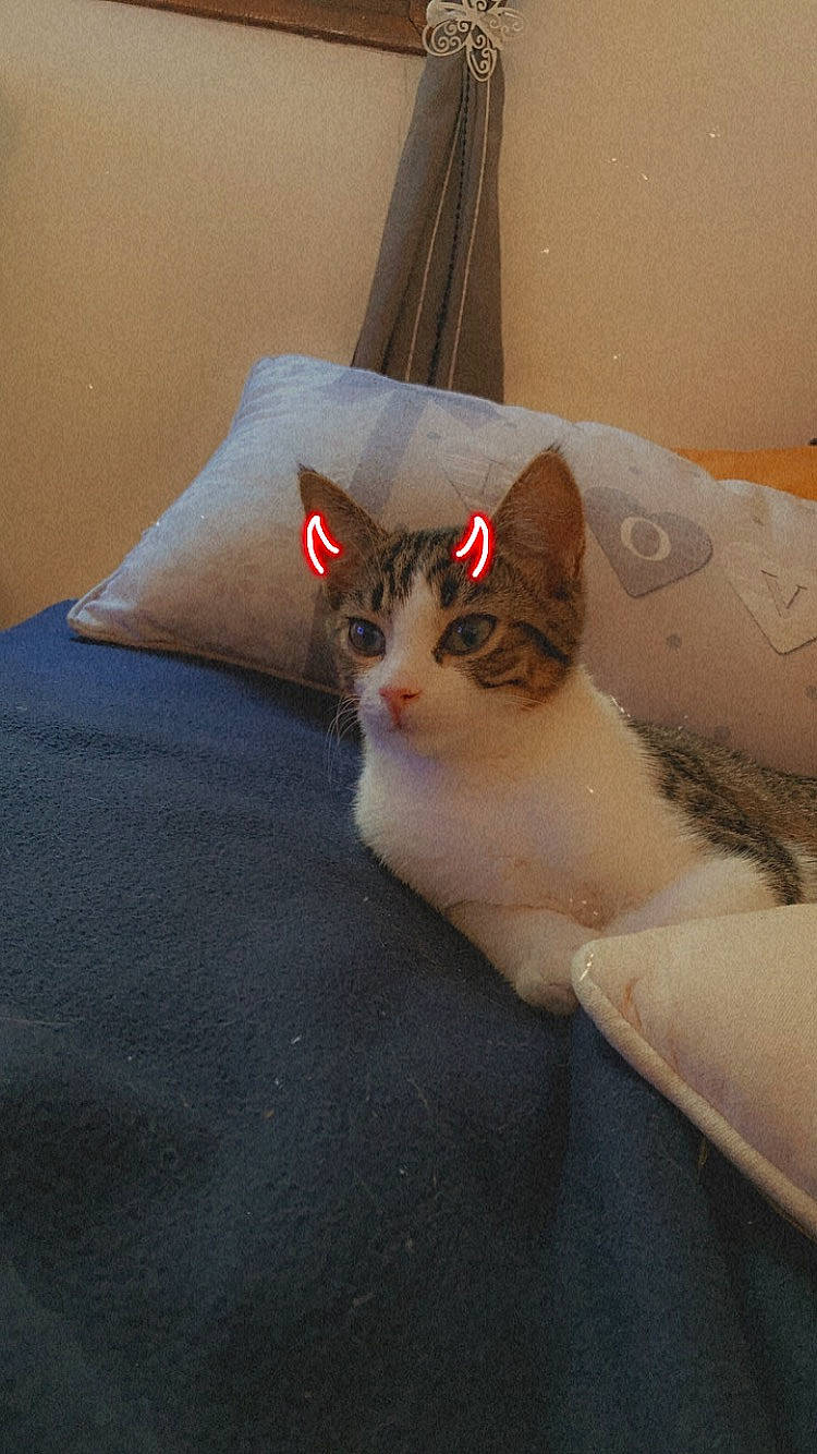 Savanah a rejoint le concours — aidez-le/la à gagner de superbes lots ! bed, bedding, carnivore, cat, cat_supply, comfort, couch, curtain, domestic_short_haired_cat, fawn, felidae, fur, linens, paw, room, small_to_medium_sized_cats, tail, whiskers, window, wood