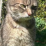 cat, tabby_cat, fur, whiskers, green_eyes, close_up, outdoor, nature, sunlight, garden, pet, animal, mammal, feline, portrait, daylight, flora, peaceful, cute, domestic_cat