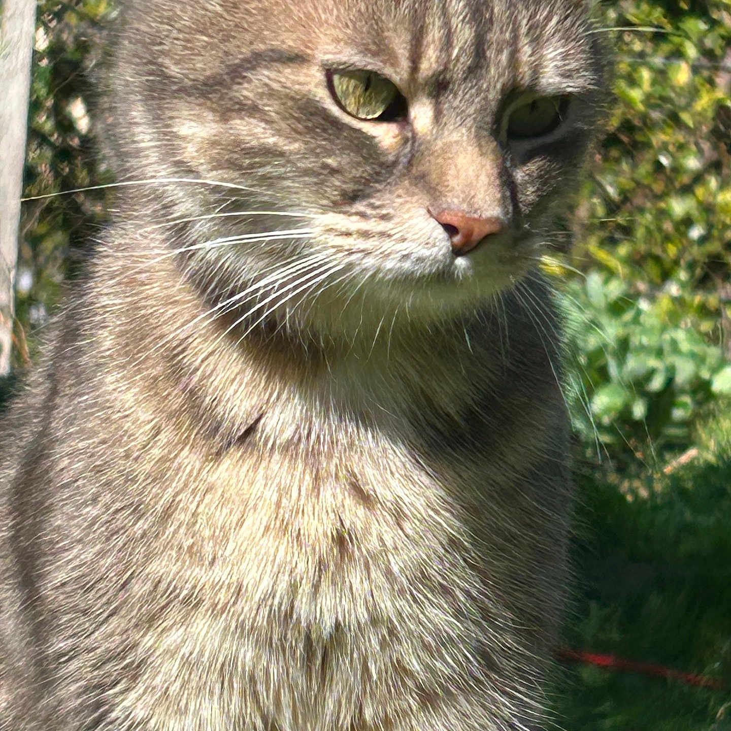 Iron participe au concours pour gagner de l'argent avec cette photo : cat, tabby_cat, fur, whiskers, green_eyes, close_up, outdoor, nature, sunlight, garden, pet, animal, mammal, feline, portrait, daylight, flora, peaceful, cute, domestic_cat