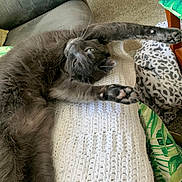 Hermie joined the competition — help win amazing prizes! cat, grey_cat, pet, stretching, paws, knit_blanket, couch, living_room, cozy, whiskers, green_eyes, fur, paw_pads, blanket, patterned_throw, wooden_table, carpet, indoor, relaxed, portrait