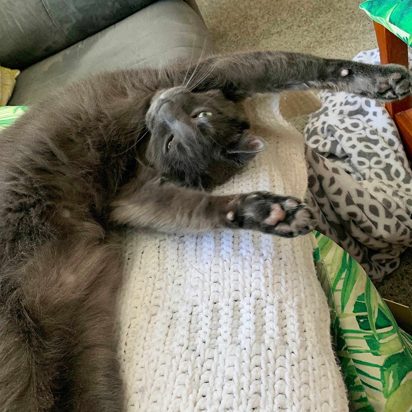 Hermie joined the competition — help win amazing prizes! blanket, carpet, cat, couch, cozy, fur, green_eyes, grey_cat, indoor, knit_blanket, living_room, patterned_throw, paw_pads, paws, pet, portrait, relaxed, stretching, whiskers, wooden_table
