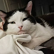Figaro is registered to the contest to win money with this photo: cat, black_and_white, sleepy, cozy, blanket, bed, indoors, pet, feline, whiskers, ears, green_eyes, pink_nose, fur, resting, lying_down, close_up, portrait, soft_lighting, relaxed