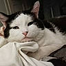 cat, black_and_white, sleepy, cozy, blanket, bed, indoors, pet, feline, whiskers, ears, green_eyes, pink_nose, fur, resting, lying_down, close_up, portrait, soft_lighting, relaxed