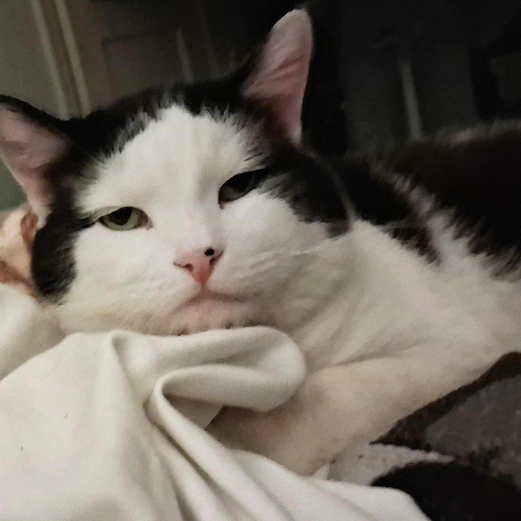 Figaro