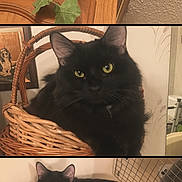 Gideon is registered to the contest to win money with this photo: black_cat, cat, feline, pet, animal, portrait, triptych, collage, green_eyes, fluffy, long_hair, sitting, lying_down, basket, wooden_cabinet, houseplant, indoor, home, floral_cushion, funny_pose