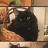 black_cat, cat, feline, pet, animal, portrait, triptych, collage, green_eyes, fluffy, long_hair, sitting, lying_down, basket, wooden_cabinet, houseplant, indoor, home, floral_cushion, funny_pose