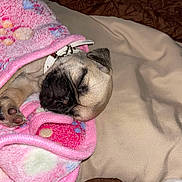 Chyna joined the competition — help win amazing prizes! pug, puppy, dog, sleeping, blanket, pink_blanket, paw, paw_pad, collar, bed, bedding, cozy, pet, fur, close_up, indoor, cute, nap, soft, small