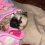 pug, puppy, dog, sleeping, blanket, pink_blanket, paw, paw_pad, collar, bed, bedding, cozy, pet, fur, close_up, indoor, cute, nap, soft, small