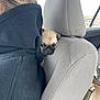 dog, pug, puppy, person, hoodie, car_seat, headrest, seatbelt, car_interior, window, purse, backseat, fabric, texture, peeking, face, closeup, portrait, animal, vehicle