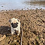 dog, puppy, pug, water, lake, shore, mud, rocks, leash, collar, outdoors, nature, cute, standing, portrait, sky, trees, hill, sand, small_dog