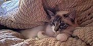 Yeyo is registered to the contest to win money with this photo: bed, bedding, blanket, cat, closeup, cozy, cute, dresser, ears, face, fur, indoor, kitten, knitted_blanket, paws, pet, relaxed, resting, soft_texture, whiskers