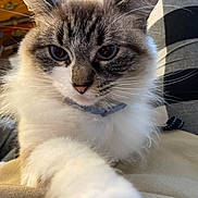 Yeyo joined the competition — help win amazing prizes! blanket, blue_eyes, cat, close_up, collar, cute, domestic, fabric, face, fluffy, furniture, indoor, paw, pet, plaid_pattern, portrait, relaxed, sitting, whiskers, wooden_dresser